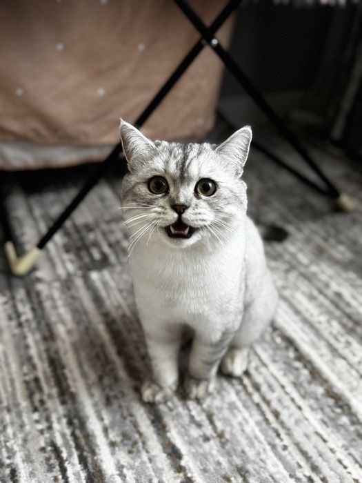 Кот шишншила окрас серебро