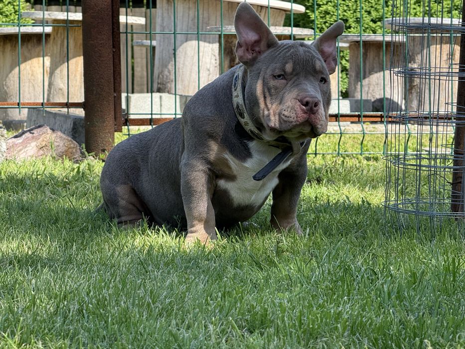 Vand femela american bully pocket
