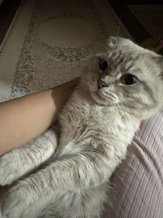 Шотл мысык сатылады