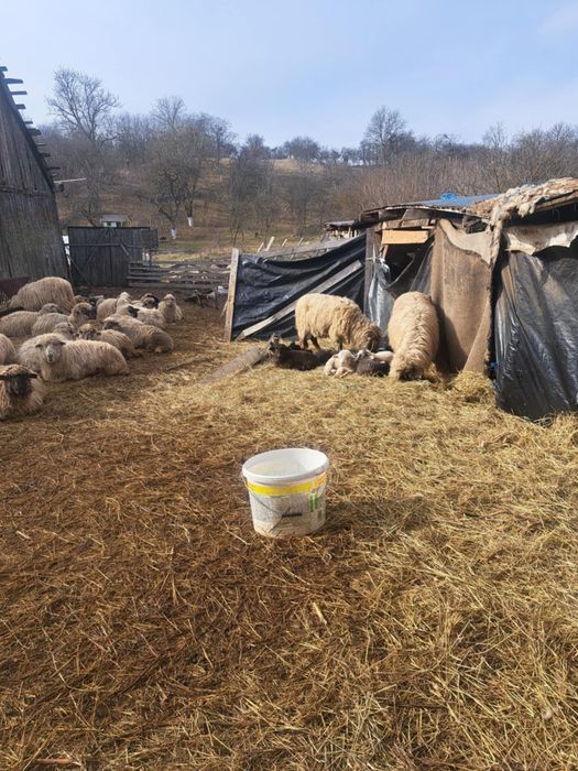 Oi de vanzare  Grânari