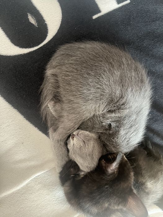 Отдам котят девочки 2 мес