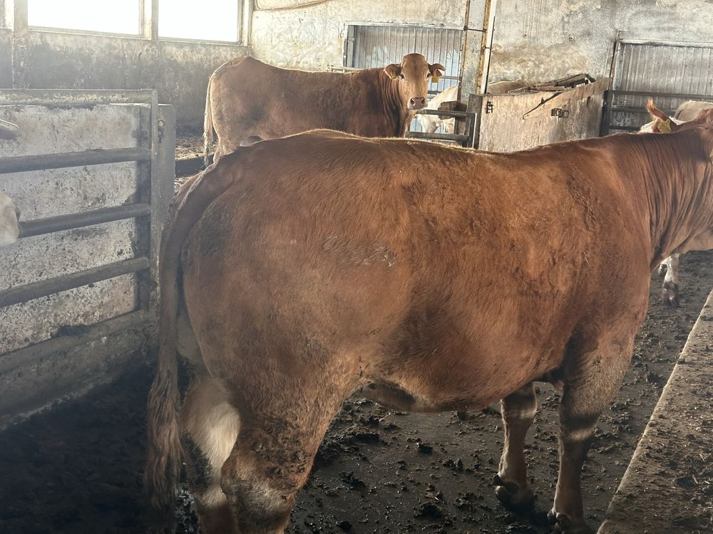 Vindem vaci grasi Limousin ,Charolais