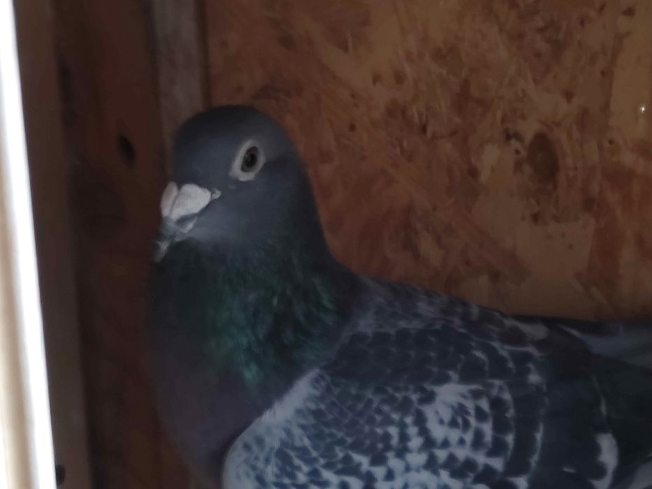 Vând porumbei de anul ăsta și bătrâni