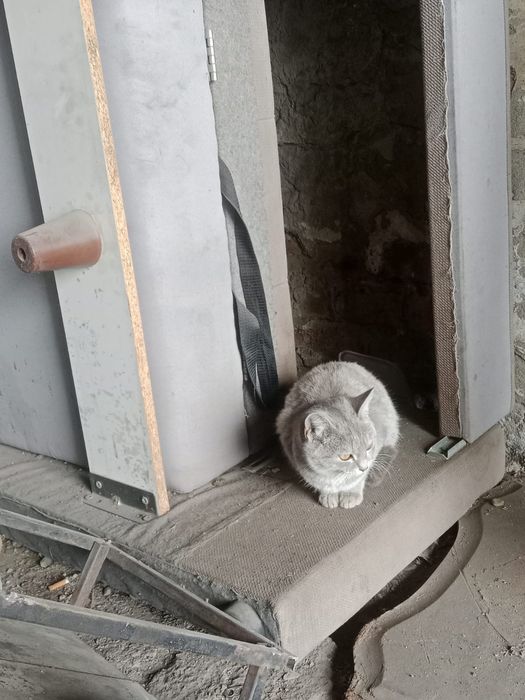 Срочно Подарю кошечку