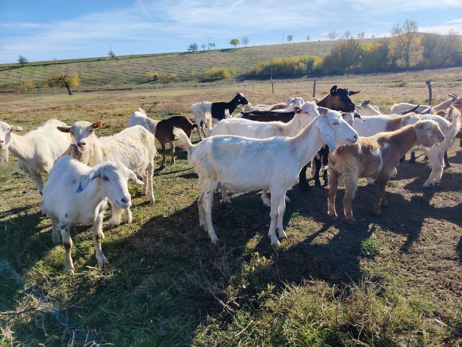 Capre metis mulgatoare