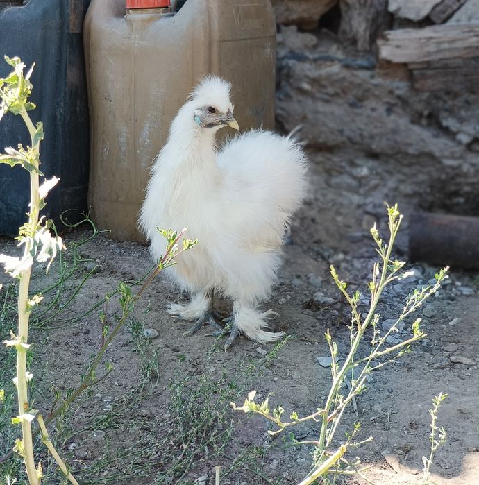 Продам семью курей.Порода Китайская шёлковая.