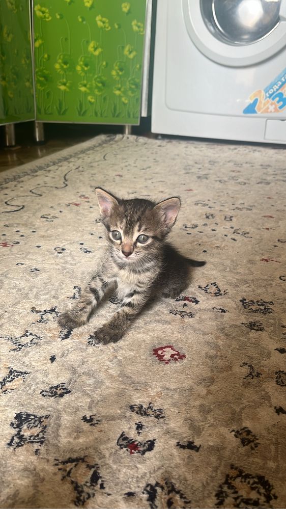 Отдам котят в добрые руки