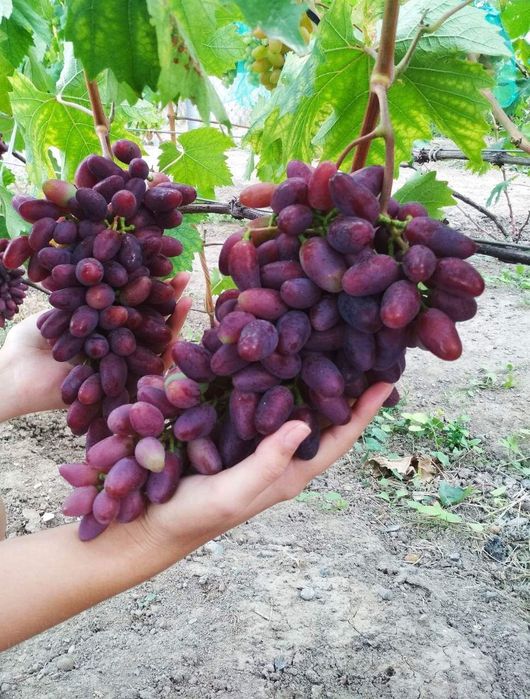 Vita de vie struguri de masa anul 3