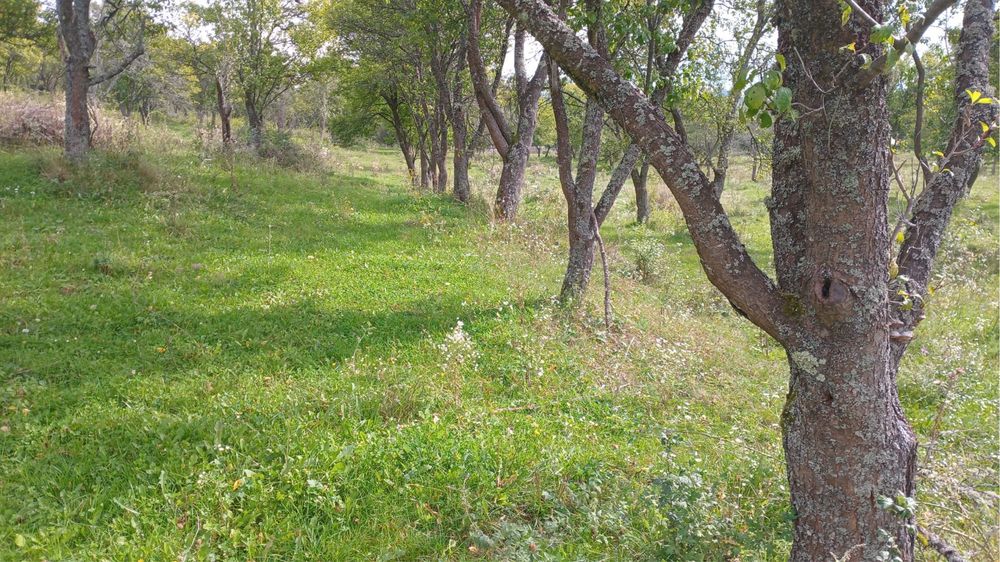 Teren de vanzare zona Dorolea
