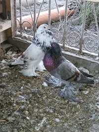 Pereche de porumbei gușați