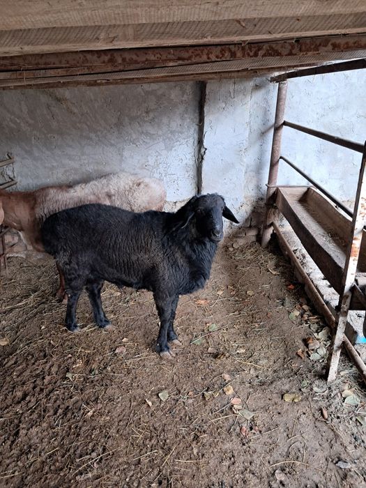 Уйда боқилган қўчқор бор.