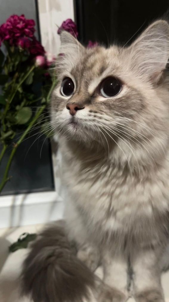Продам породистую кошку, цена 10к