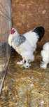Cocos brahma herminat deschis