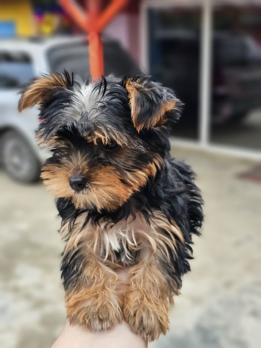 Yorkshire Terrier