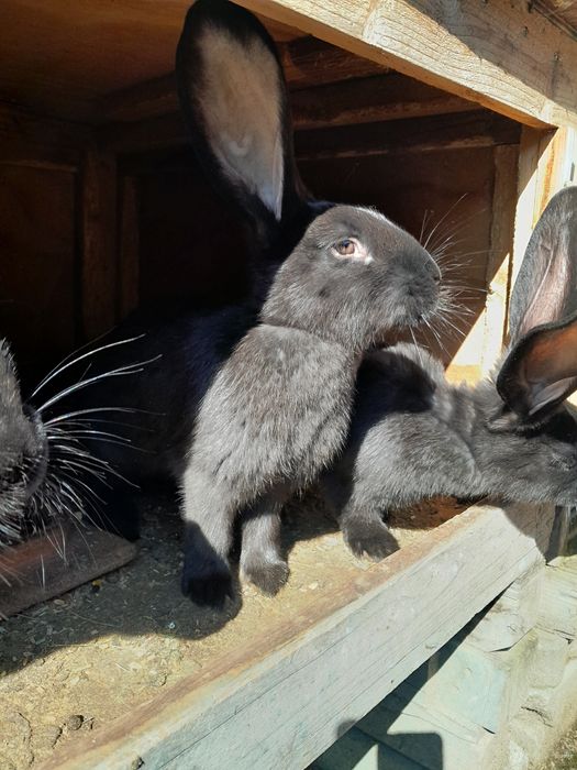 Vând iepuri ,tineret