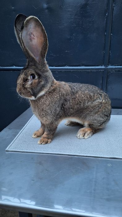 Mascul urias german gri