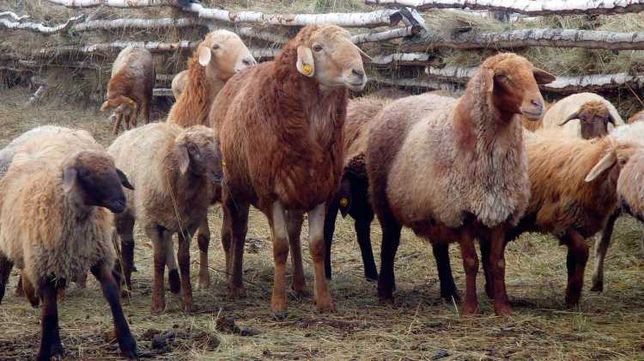 Фермерское хозяйство со статусом "овцеводство едильбайской породы"