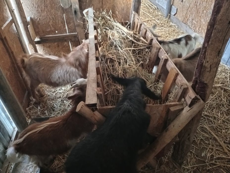 Schimb 4 iede și un țap pe doi purceii