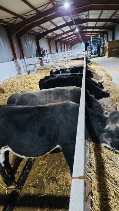 Vand Taurasi/tauri Angus si baltati