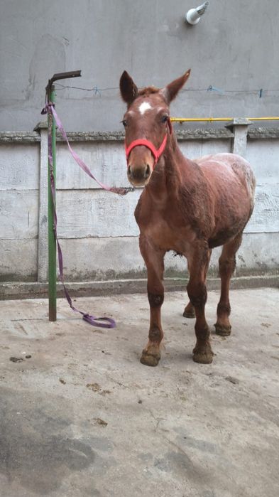 De vânzare sau schimb cu Animale vitai etc