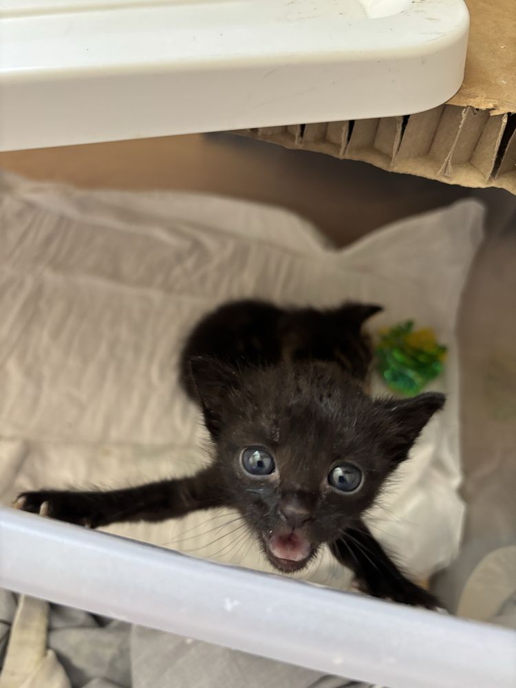 Котенца на 1 месец търсят Дом и Добър Човек