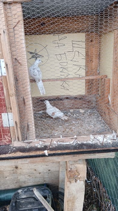 Продавам гугутки