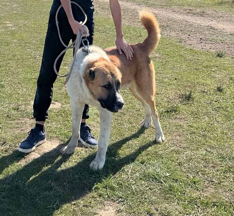 Продам алабай 2 года