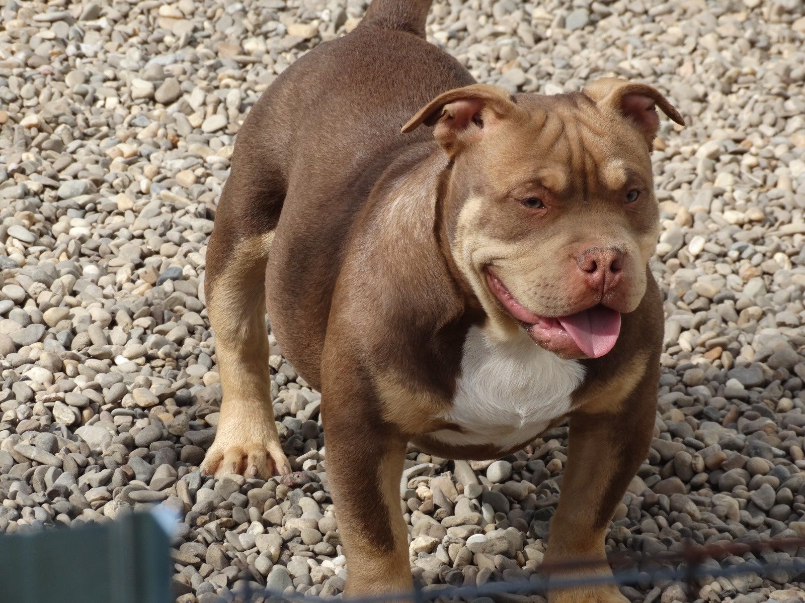 Pui American bully