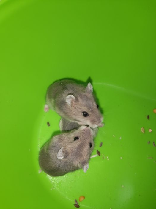 Hamster gri pitic