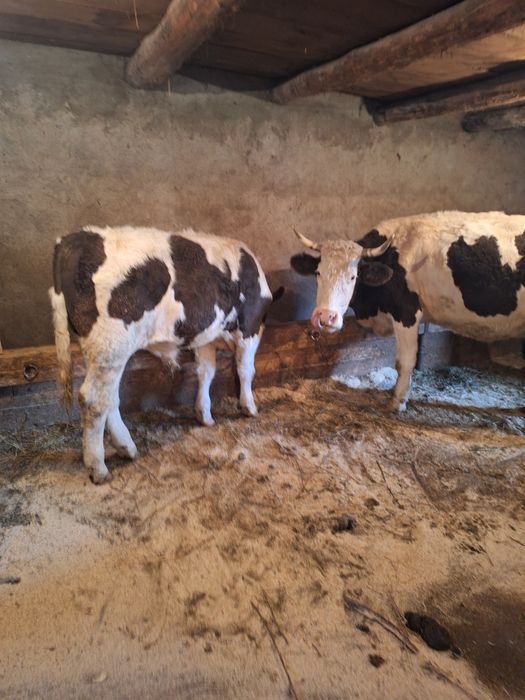 Vând vaci cu lapte si juninci