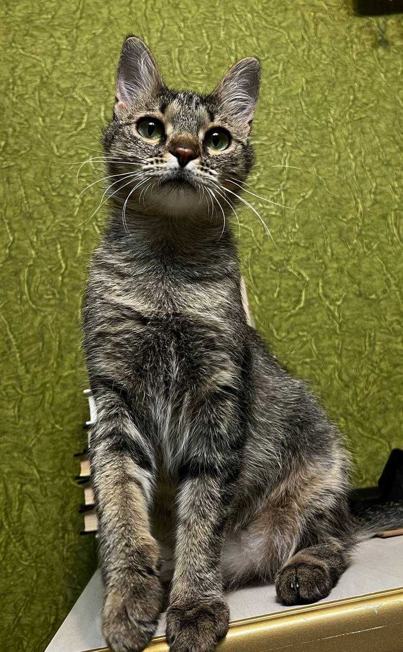Кошка 10 месяцев, бесплатно