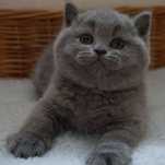 British shorthair