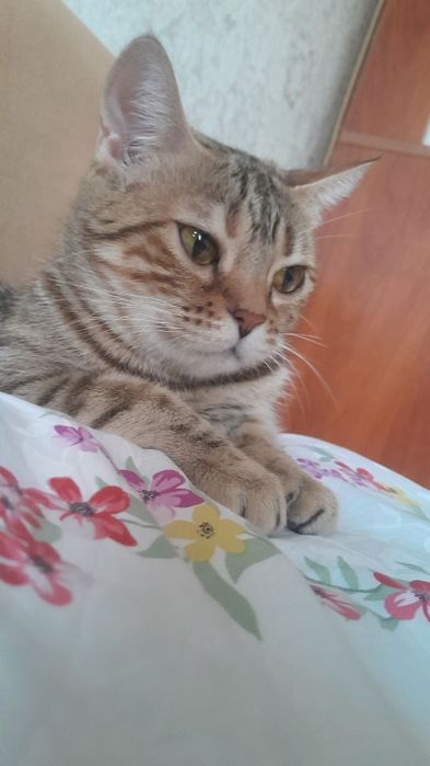 Домашние кошки ищут своих хозяев