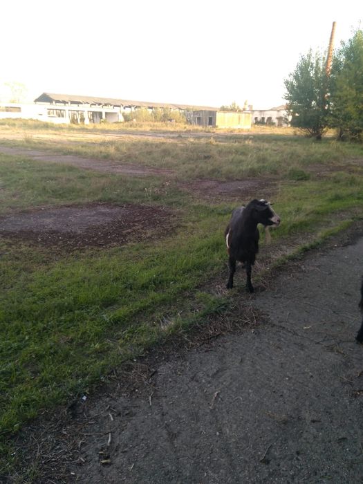 Vând capră de sacrificat