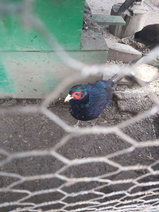 Fazan Tenebros pe negru