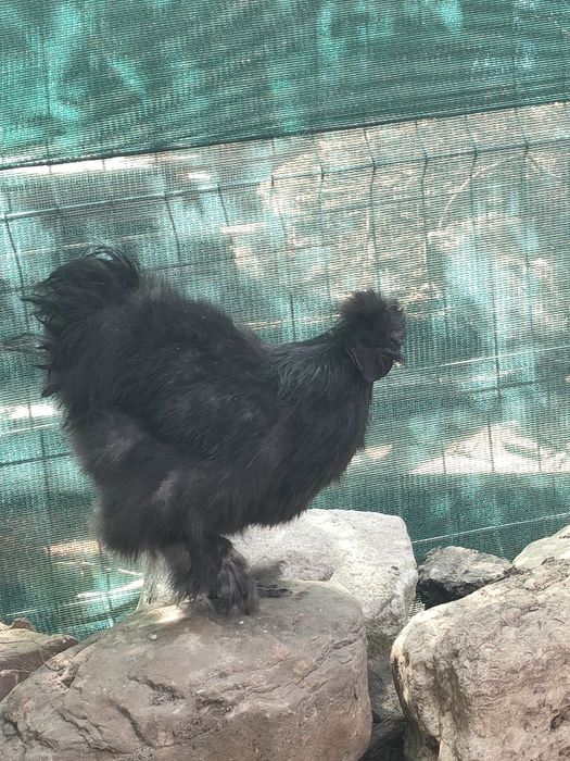 Cocoși mătase japoneză