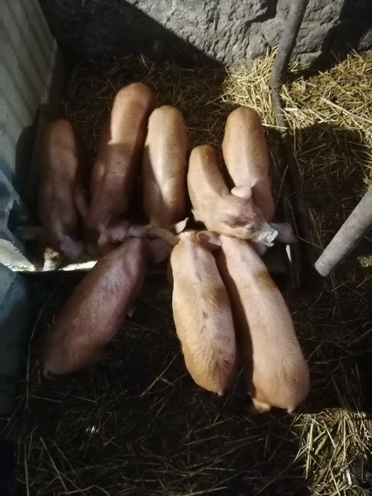 Малки Прасенца Дюрок