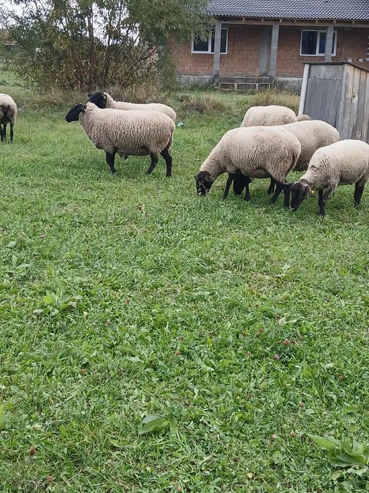Oi suffolk de vânzare