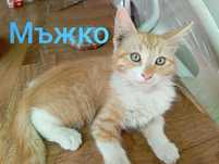 Подарявам котета