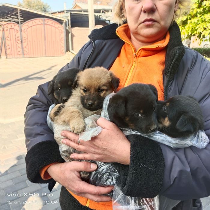 Щеночки СРОЧНО ищут дом