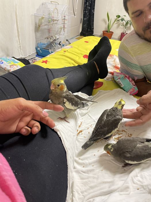 Pui de nimfa crescuti la seringa 600  lei si perusi pereche  100 lei