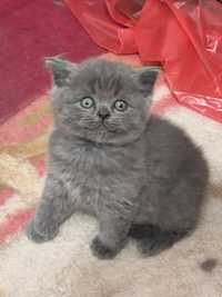 British shorthair blue