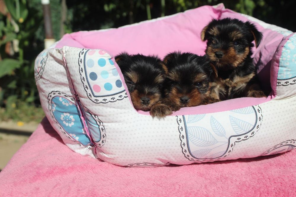 Йоркширски териер