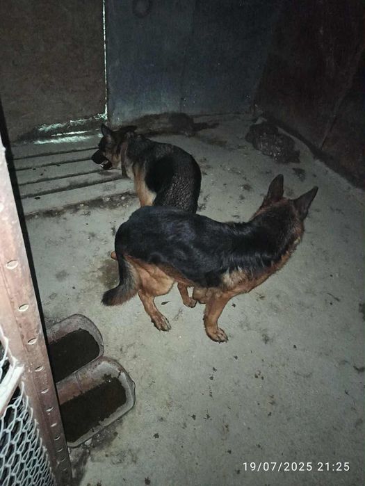 Продавам немски овчарки