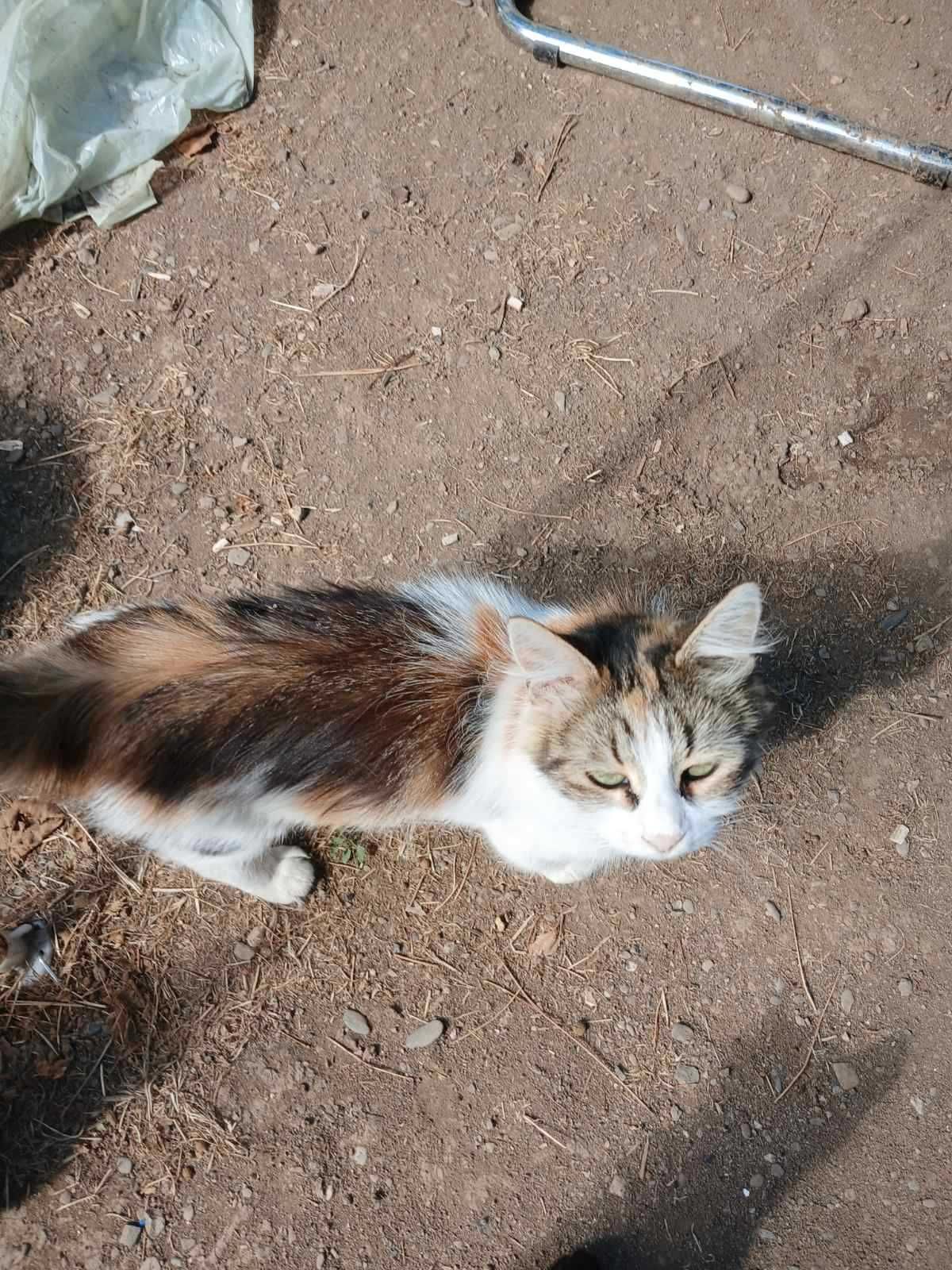 Подарява се коте