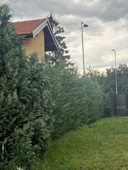 Iarba de pampas . Si multe alte speci de plante