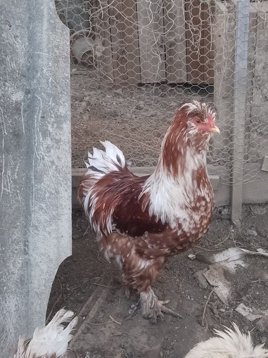 Oferta!Cocoși strumsky moțate bărboase!!!