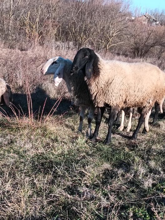 Vând berbec bulgăresc.