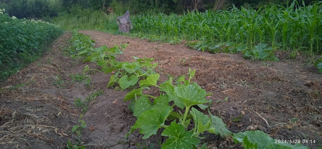 Продам фазенду или дачу