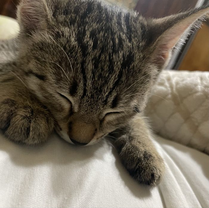 Отдам котёнка в надежные руки!